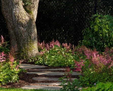 Astilbe radan varrella