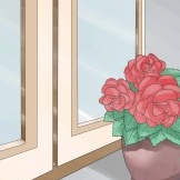 Begonia kauneus