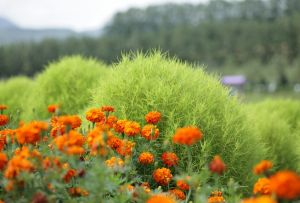 Kokhiya: πώς να μεγαλώνουν και να φροντίζουν (21 φωτογραφίες)