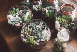 Florarium: χαρακτηριστικά δημιουργίας μίνι κήπου πίσω από γυαλί (62 φωτογραφίες)