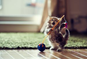 Επισκευή και διακόσμηση του διαδρόμου αν υπάρχει γάτα ή σκύλος στο σπίτι (57 φωτογραφίες)