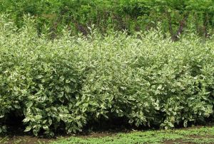 Derain στον κήπο: κανόνες για τη φροντίδα (22 φωτογραφίες)