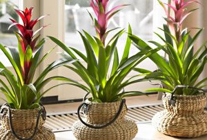 Guzmania λουλούδι - η ομορφιά των τροπικών δασών στο σπίτι σας (24 φωτογραφίες)