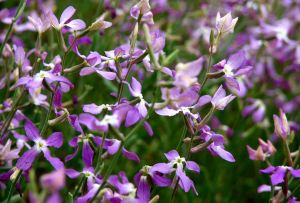 Mattiola: χαρακτηριστικά καλλιέργειας και χρήσης στο εξωτερικό (21 φωτογραφίες)