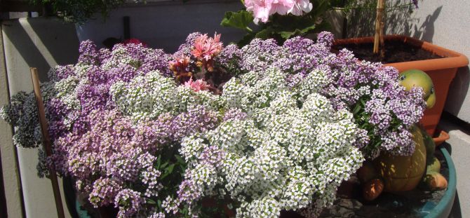 Lobularia puutarhassa: tuoksuva 