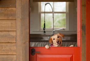 Πόρτες για εξοχικές κατοικίες: κριτήρια επιλογής (24 φωτογραφίες)