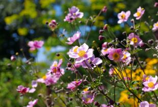 Πολυετείς λουλούδια για καλοκαιρινή κατοικία: ομορφιά χωρίς περιττές ταλαιπωρίες (25 φωτογραφίες)