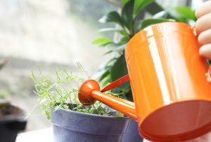 Πότισμα εσωτερικών λουλουδιών: δημοφιλείς και εύκολους τρόπους