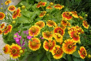 Gelenium - μια εξαιρετική και φωτεινή διακόσμηση του κήπου του φθινοπώρου (23 φωτογραφίες)