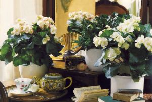 Κουνουπιέρες στο εσωτερικό: φροντίδα και τοποθεσία (28 φωτογραφίες)