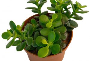 Δέντρο χρήματος στο εσωτερικό (19 φωτογραφίες): προσελκύουμε ευεξία στο σπίτι