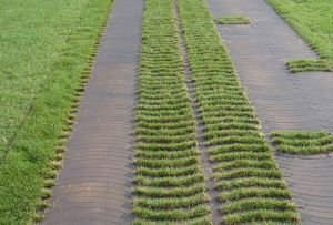 Η σχάρα του γκαζόν είναι μια ιδανική επιλογή για τη δημιουργία φυσικών πράσινων μονοπατιών στη χώρα (20 φωτογραφίες)