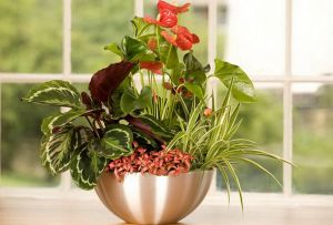 Maranta: οι κύριες ποικιλίες και οι κανόνες για τη φροντίδα ενός φυτού (24 φωτογραφίες)