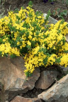 Θάμνος με κίτρινα λουλούδια πλαισιωμένο από πέτρες