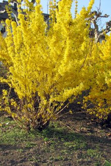 Μεγάλος θάμνος με κίτρινα λουλούδια
