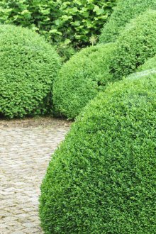 Στρογγυλοί πράσινοι θάμνοι