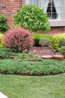 Εξωραϊσμός θάμνοι κάτω από το παράθυρο