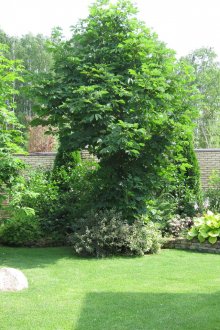 Ένας όμορφος συνδυασμός δέντρων και θάμνων στην περιοχή