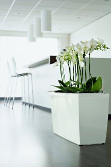 Λευκές ορχιδέες σε γλάστρα