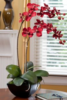 Κόκκινη ορχιδέα στο σαλόνι