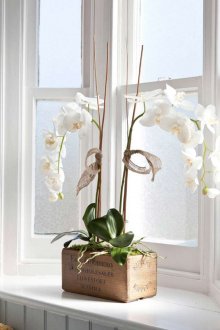 Λευκές ορχιδέες στο παράθυρο