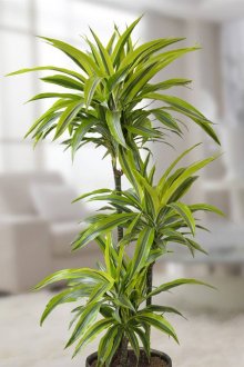 Όμορφη dracaena