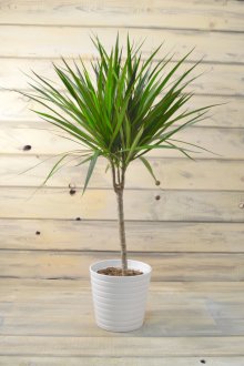 Μικρά dracaena σε ένα λευκό δοχείο