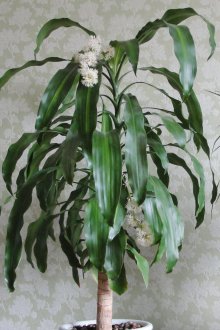 Αρωματική Dracaena
