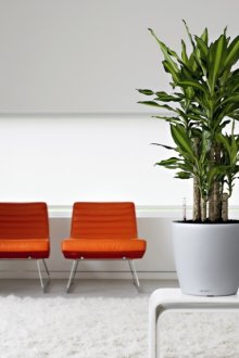 Dracaena in einem hellen Innenraum