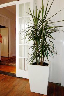 Dracaena στο εσωτερικό του σπιτιού