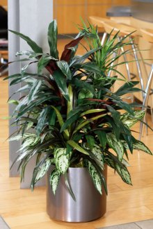Dracaena σε μια κατσαρόλα στο εσωτερικό