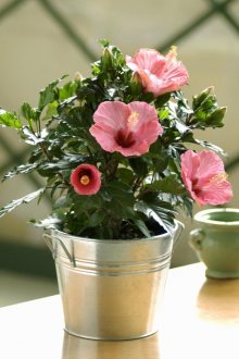 Τριαντάφυλλα σε ένα δοχείο στο εσωτερικό