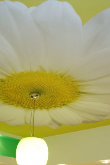 Τεντωμένη οροφή με χαμομήλι