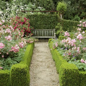 Κήπος ροζάρια με μια ζωντανή κράσπεδο