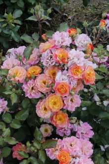 Τριαντάφυλλα στη χώρα