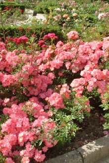 Ανθοσυνθέσεις τριαντάφυλλων στη χώρα