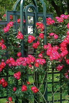 Φράουλα με τριαντάφυλλα