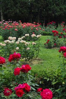 Τριαντάφυλλα στο σχεδιασμό του χώρου