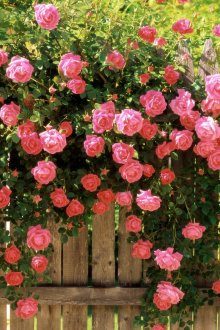 Τριαντάφυλλα ως διακόσμηση του φράκτη χώρου