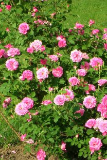 Τριαντάφυλλα σε σχέδιο τοπίου