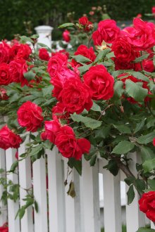 Κόκκινα τριαντάφυλλα για να διακοσμήσετε το φράχτη