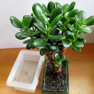 Δέντρο χρήματος σε ένα δοχείο