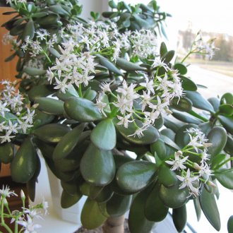 Ανθοφόρα κρουσούλα