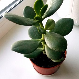 Πίνακας χαρτιού