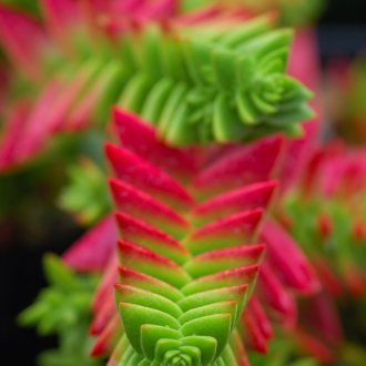 Τοιχοποιία