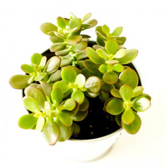 Ξύλινο κιβώτιο οθόνης