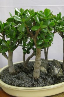 Όμορφα δέντρα χρήματα σε ένα δοχείο