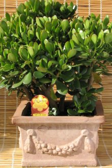 Δέντρο χρήματος με ένα πυκνό στέμμα σε ένα δοχείο