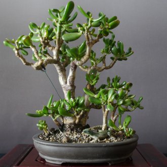 Ξύλινη πόρτα