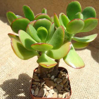 Ξύλινο ανεμιστήρα στον τοίχο